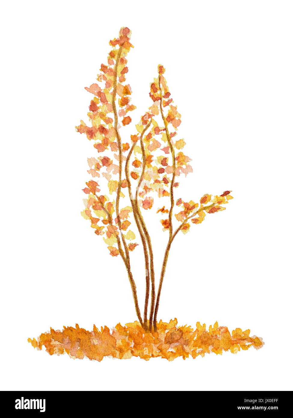 Watercolor Tree, Hand Drawn and Painted, Isolated on White Stock Photo ...