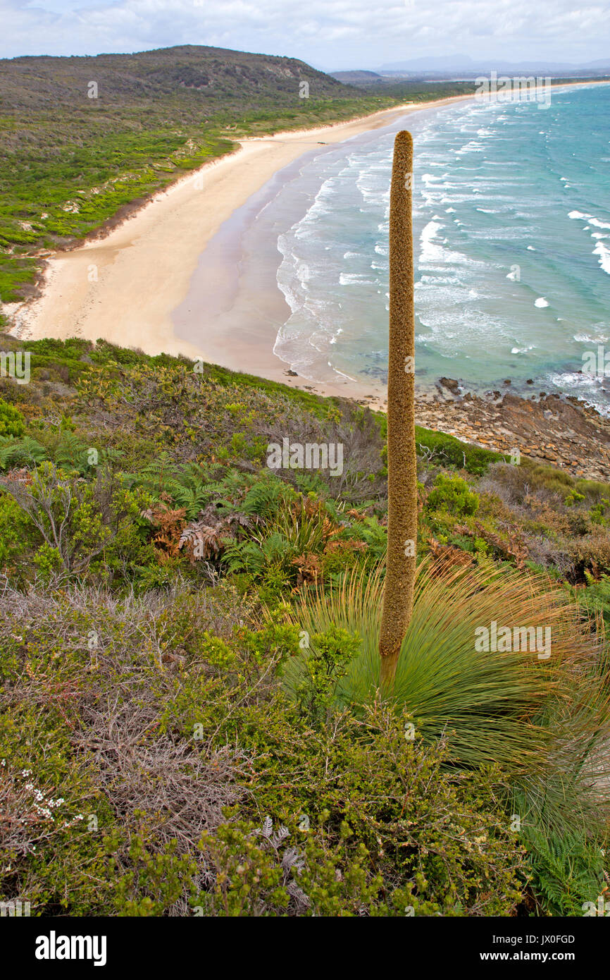 Grass tree above Bakers Beach in Narawntapu National Park Stock Photo