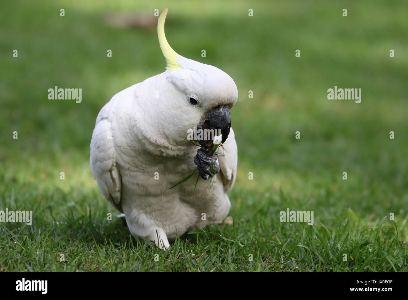 Sulphur-crested Cockatoo enjoys meal on ground Stock Photo