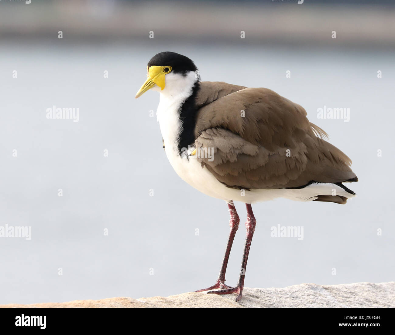 Masked Lapwing cleverly disguises chick under wing Stock Photo