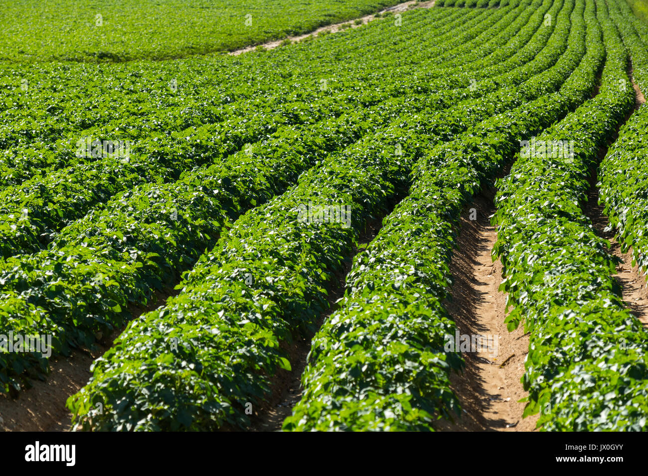 Large potato field with potato plants planted in nice straight rows Stock Photo