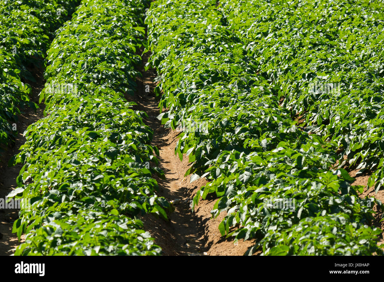 salad cultivation Stock Photo