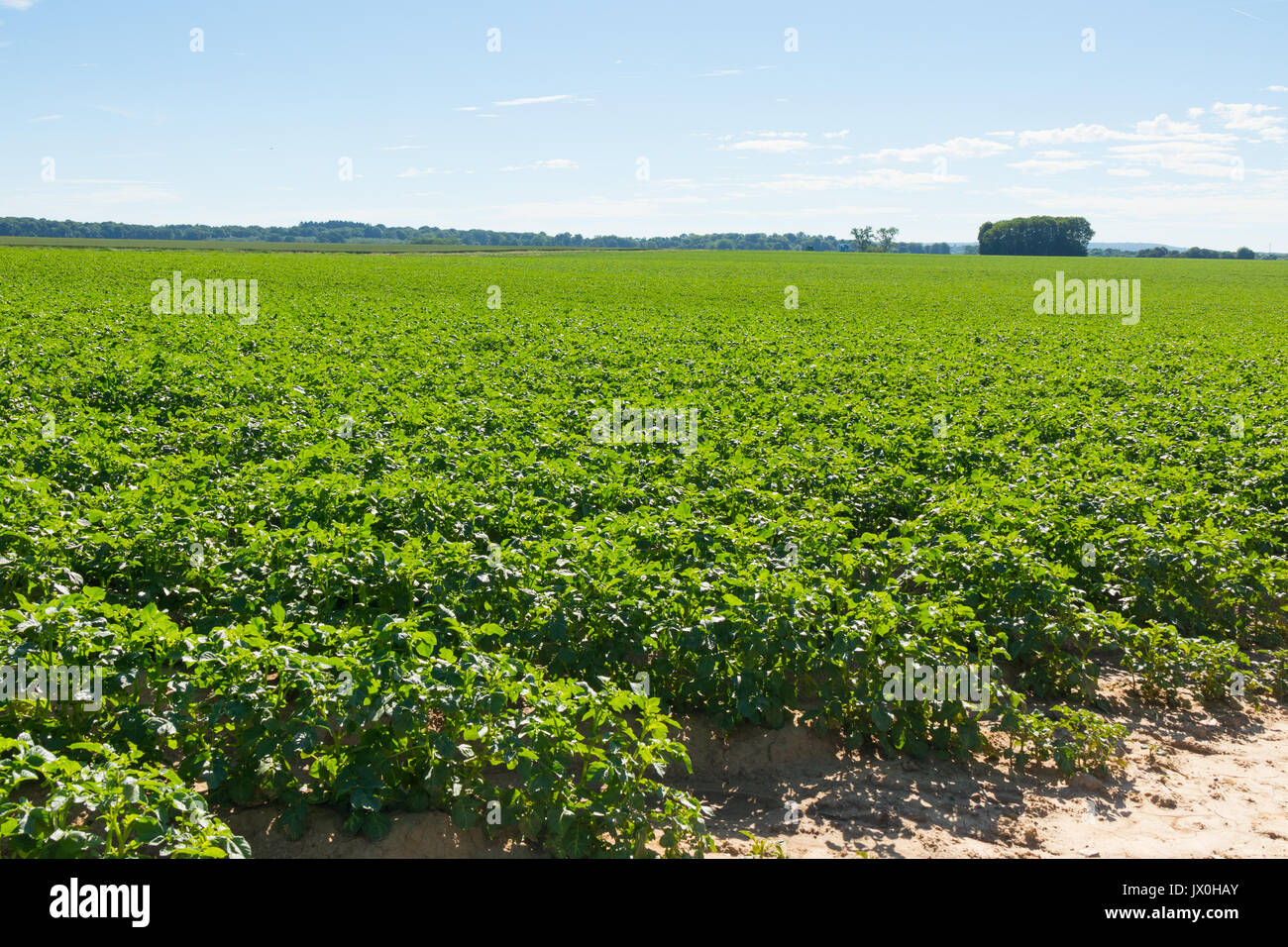 Large potato field with potato plants planted in nice straight rows Stock Photo