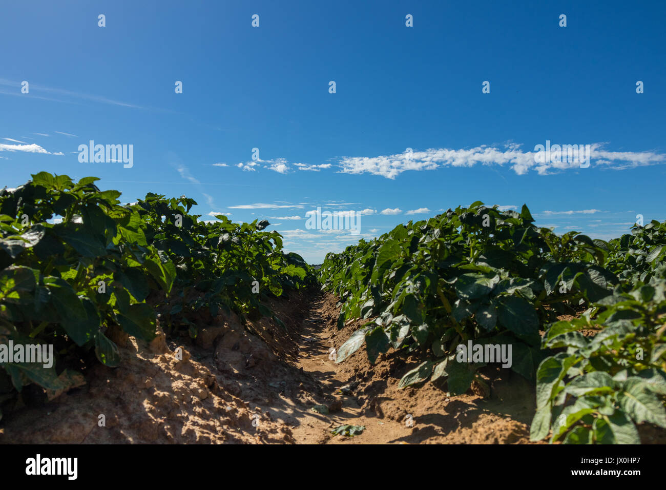 Green field of potato crops in a row Stock Photo