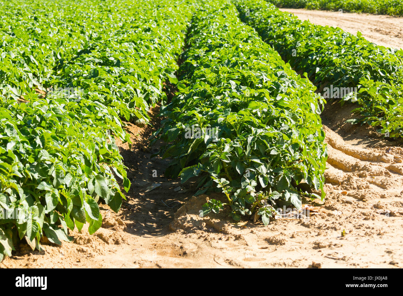 Large potato field with potato plants planted in nice straight rows Stock Photo