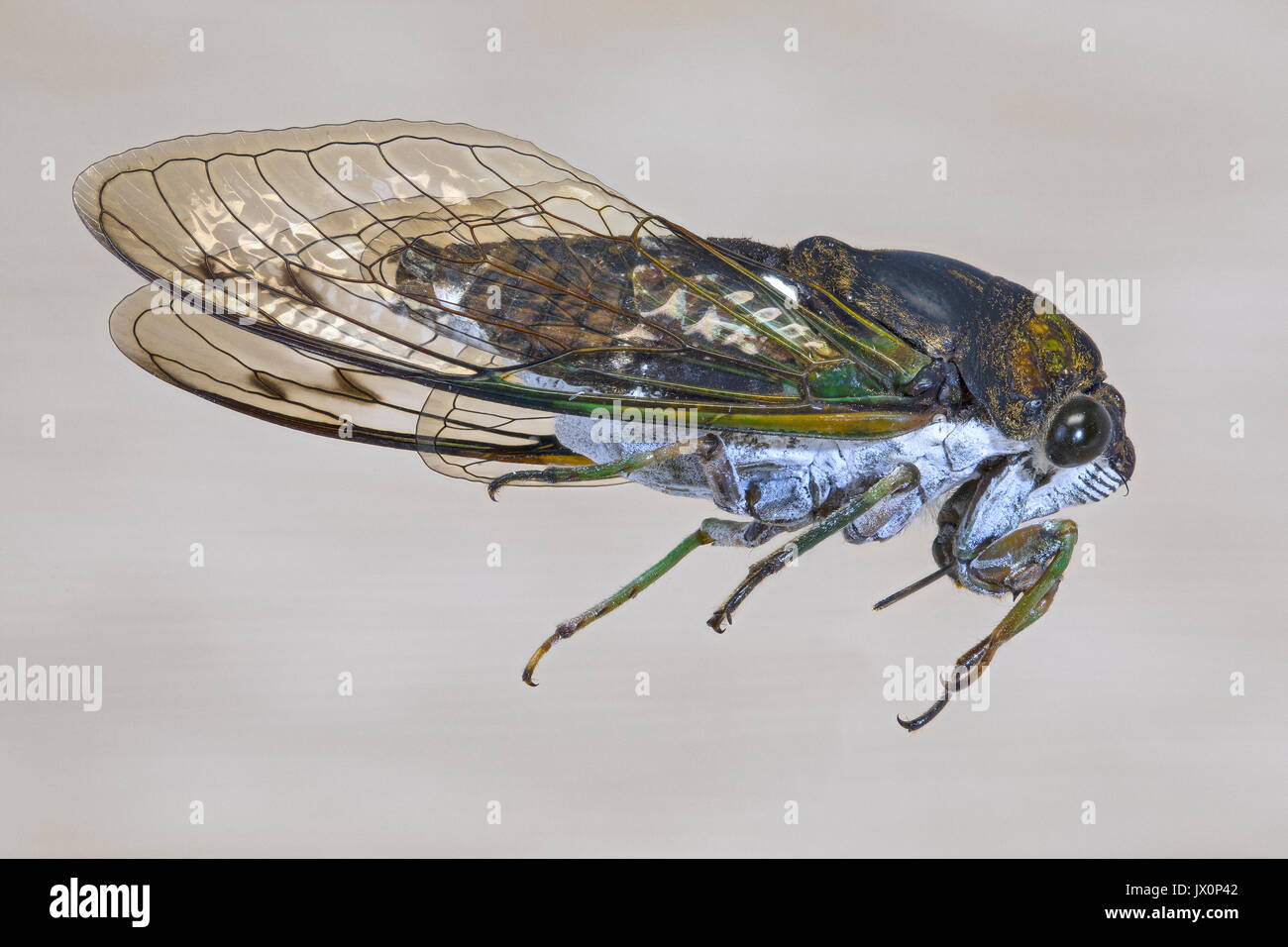 Scissor grinder cicada Stock Photo