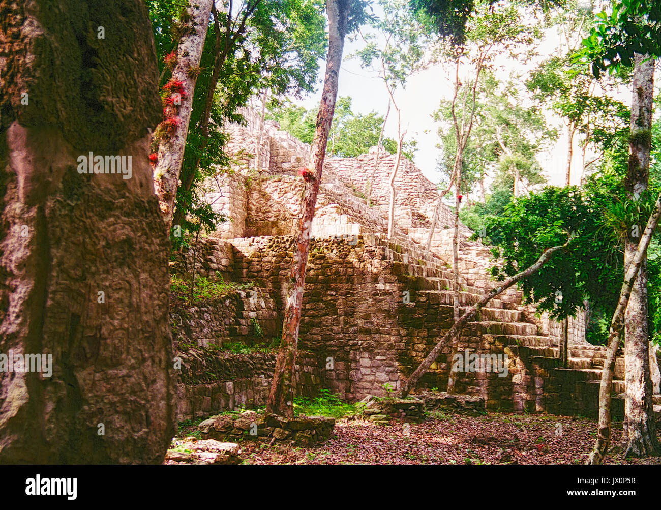 Ancient Mayan ruins at Calakmul, Campeche, Mexico. These ruins were in the process of clearing out all the jungle overgroth and beginning reconstruction.  Vintage photo - 1996 - Kodak Film Stock Photo