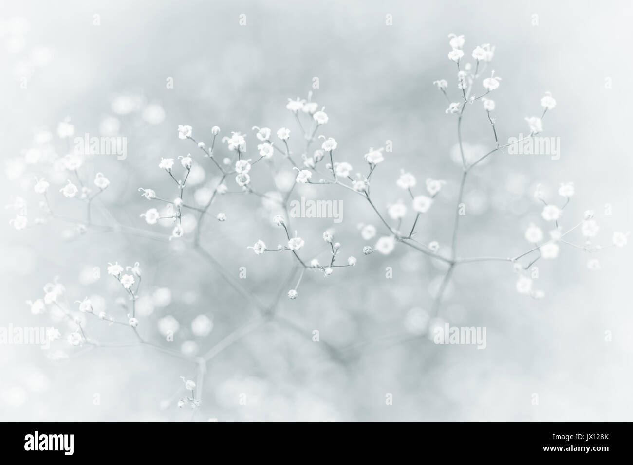 Small Defocused White Flowers (Gypsophila) with Vintage Effect as Natural Background Stock Photo