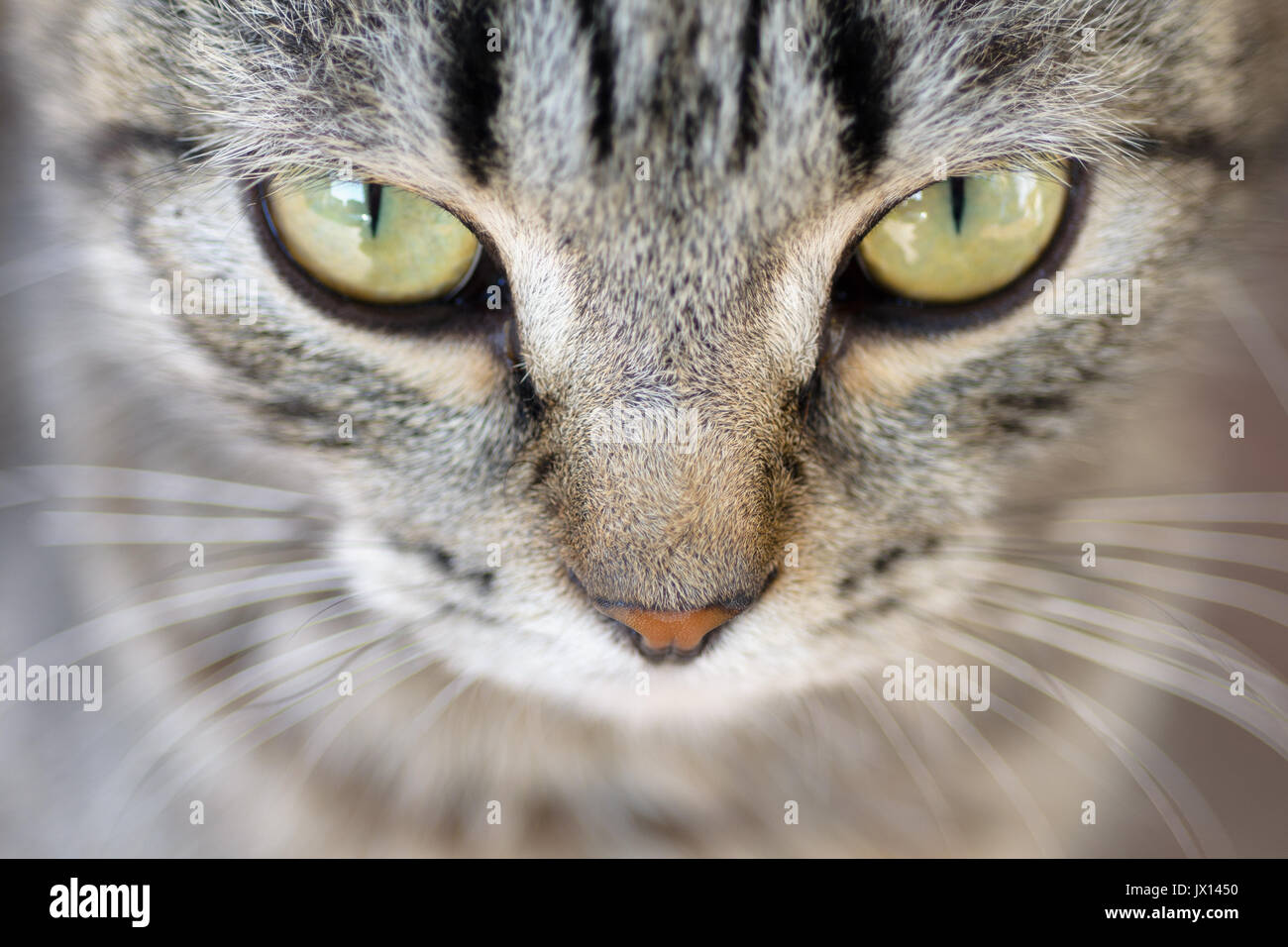 Closeup of Hypnotic Cat Eyes Stock Photo