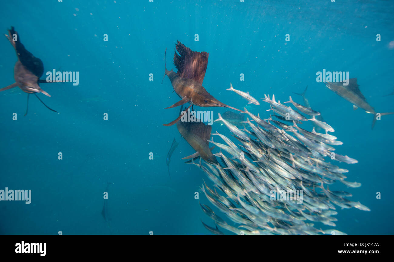 Sailfish underwater hi-res stock photography and images - Page 2 - Alamy