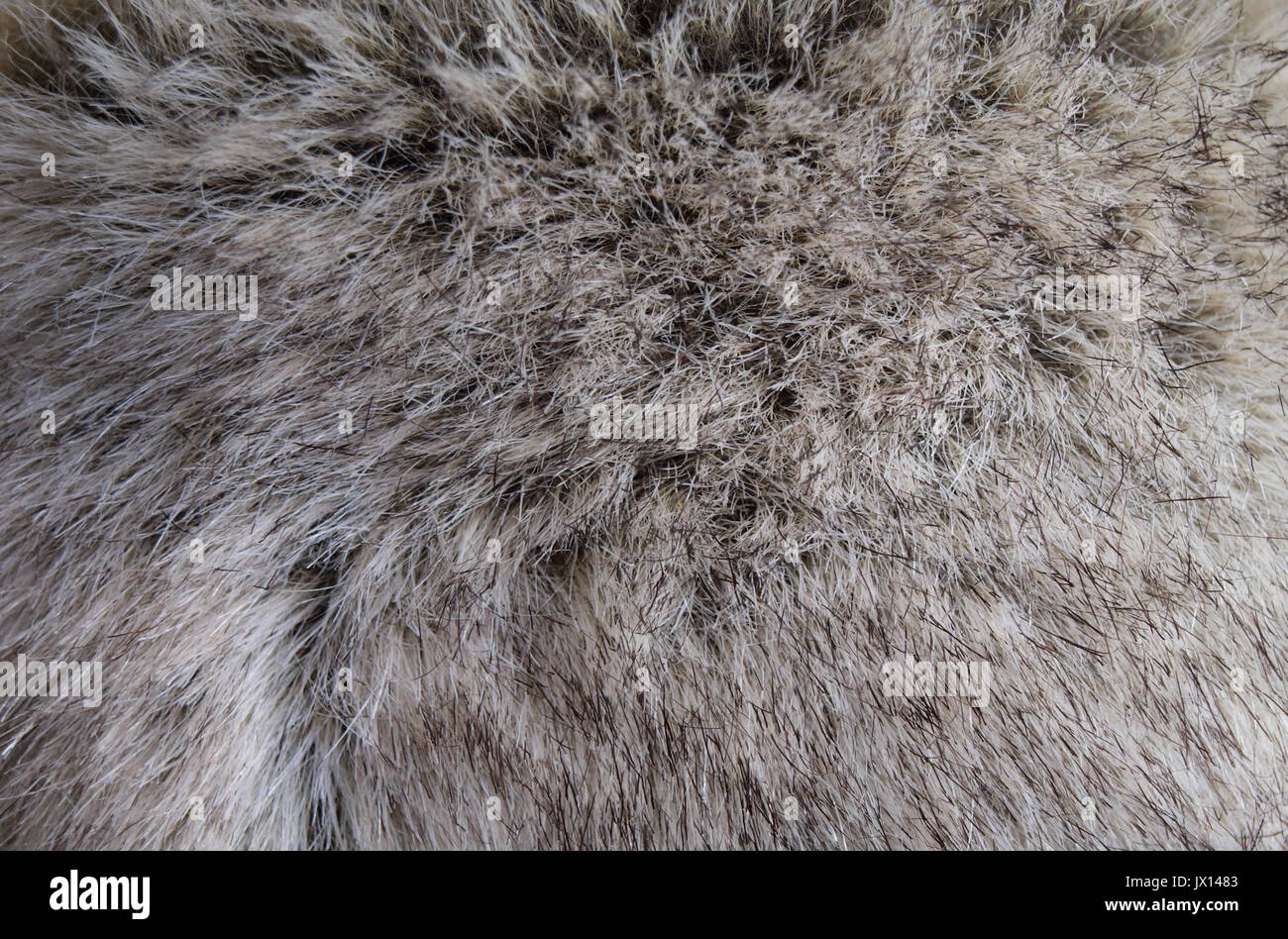 Grey pelt hair texture Stock Photo