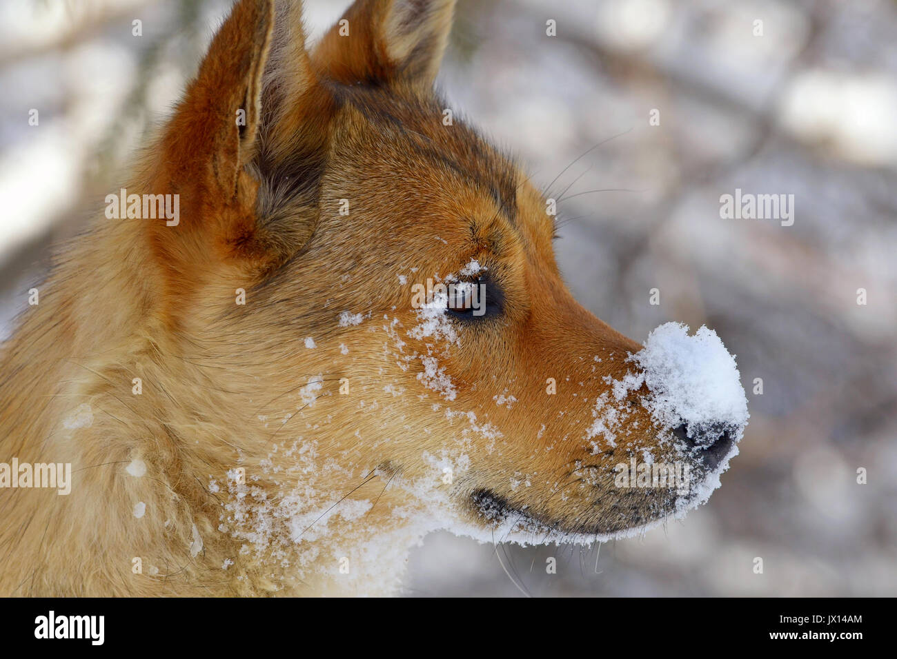 Ginger Little Dog with Snow on Nose as Winter Day Stock Photo
