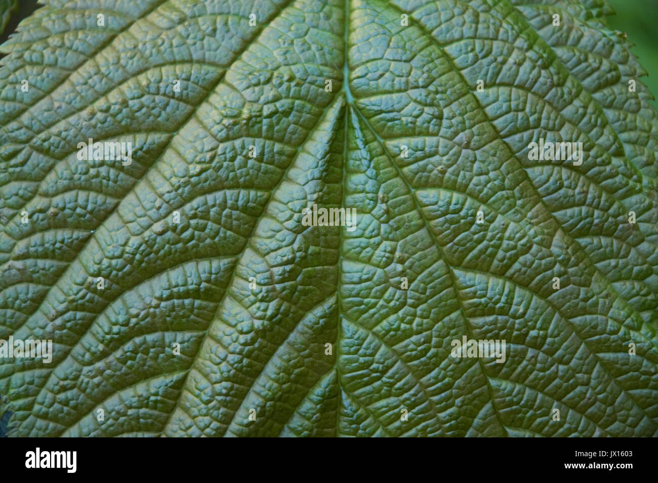 close-up to veins of a leaf Stock Photo - Alamy