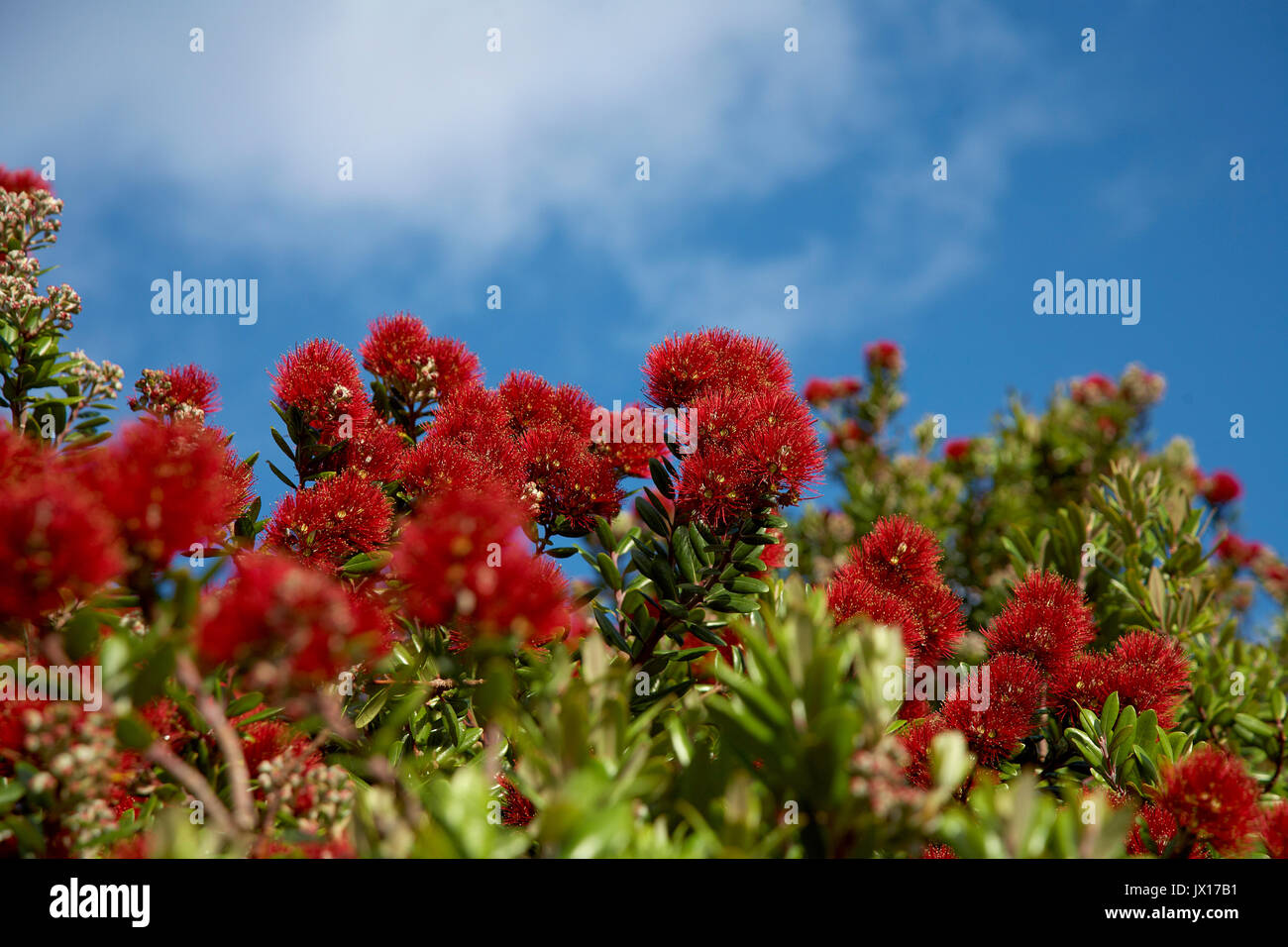 Pohutukawa tree bright red flowers Stock Photo