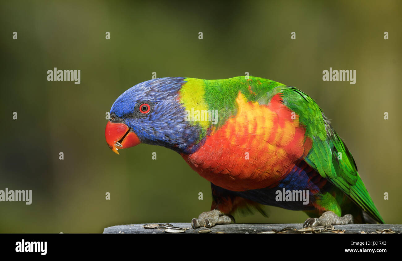 Rainbow Lorikeets can be found across Australia, these vividly coloured birds get very tame and can be found on various Australian product labels. Stock Photo
