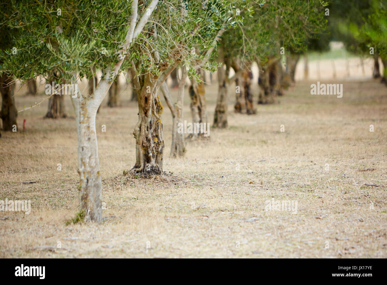 Hawkes bay olive groves Stock Photo