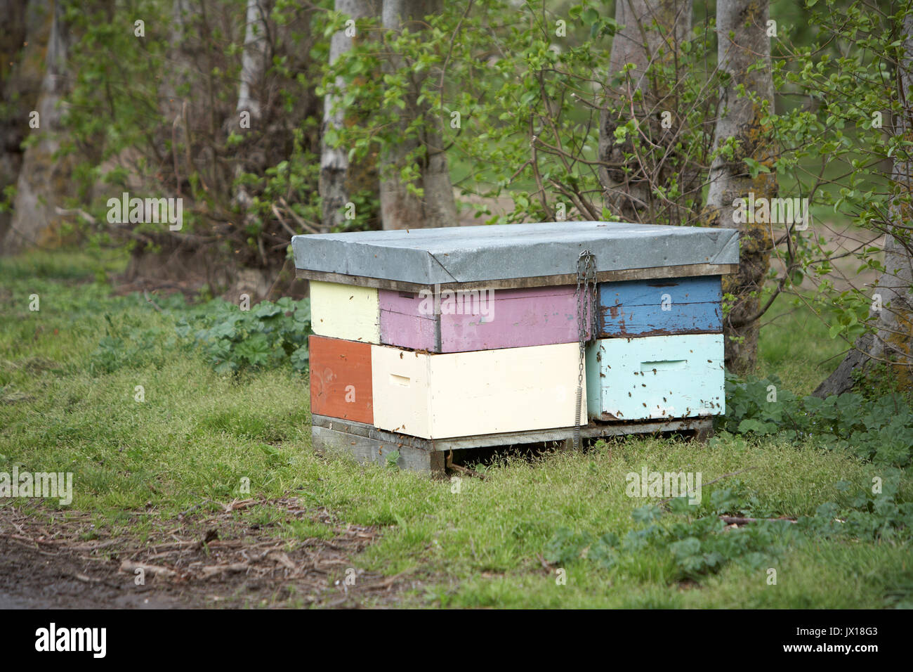 bee hives  blossom filled orchard for pollination Stock Photo