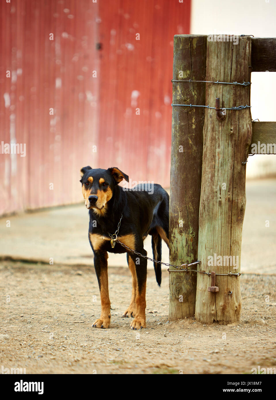 Farm Shepherds dog at the woodshed Stock Photo
