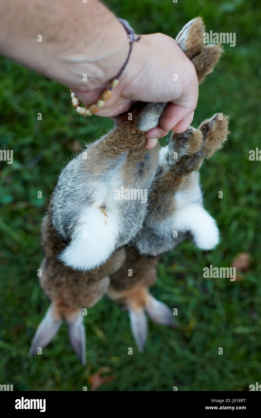 Brace of rabbits ready for the pot Stock Photo Alamy