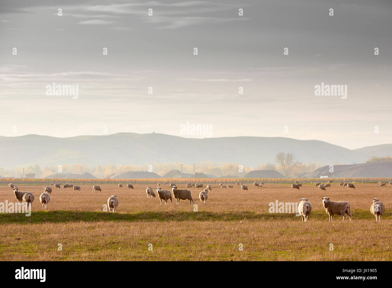 Sheep grazing hawkes bay drought Stock Photo