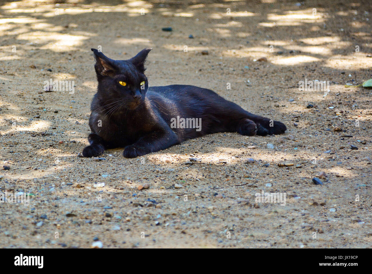 Cat with Yellow/green eyes Stock Photo Alamy