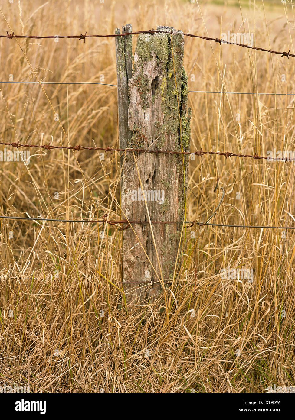 Worn fencing and battens Stock Photo
