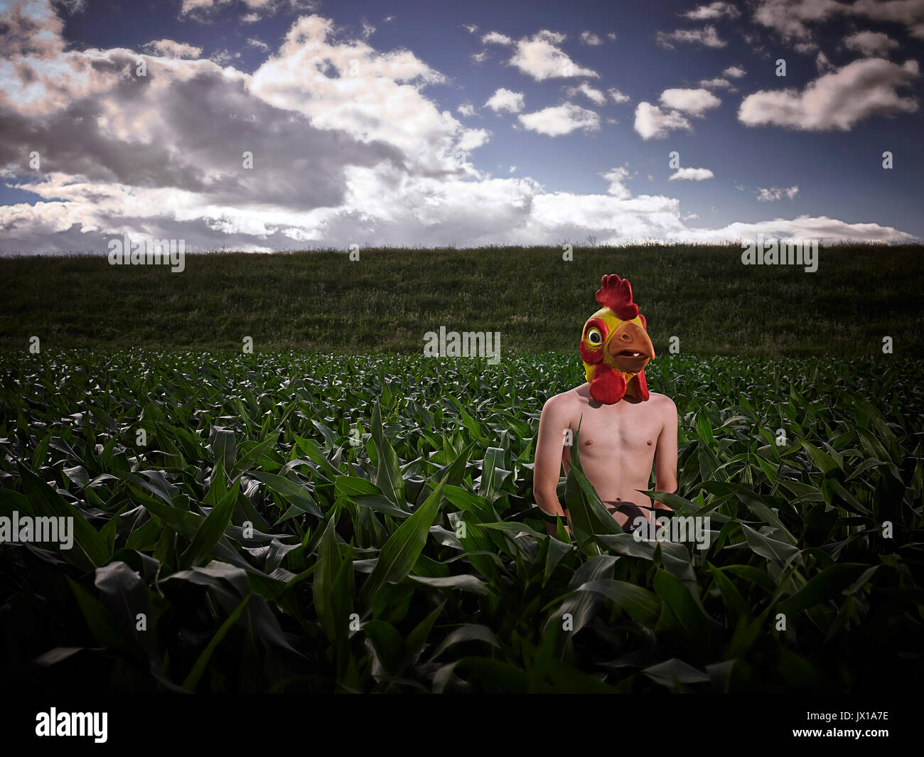 person in chicken mask in corn field MR Stock Photo