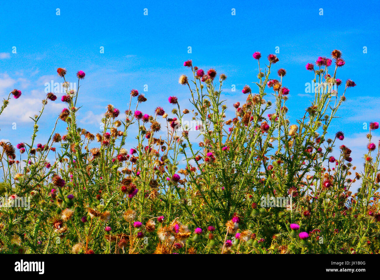 purple flowering thistle Stock Photo