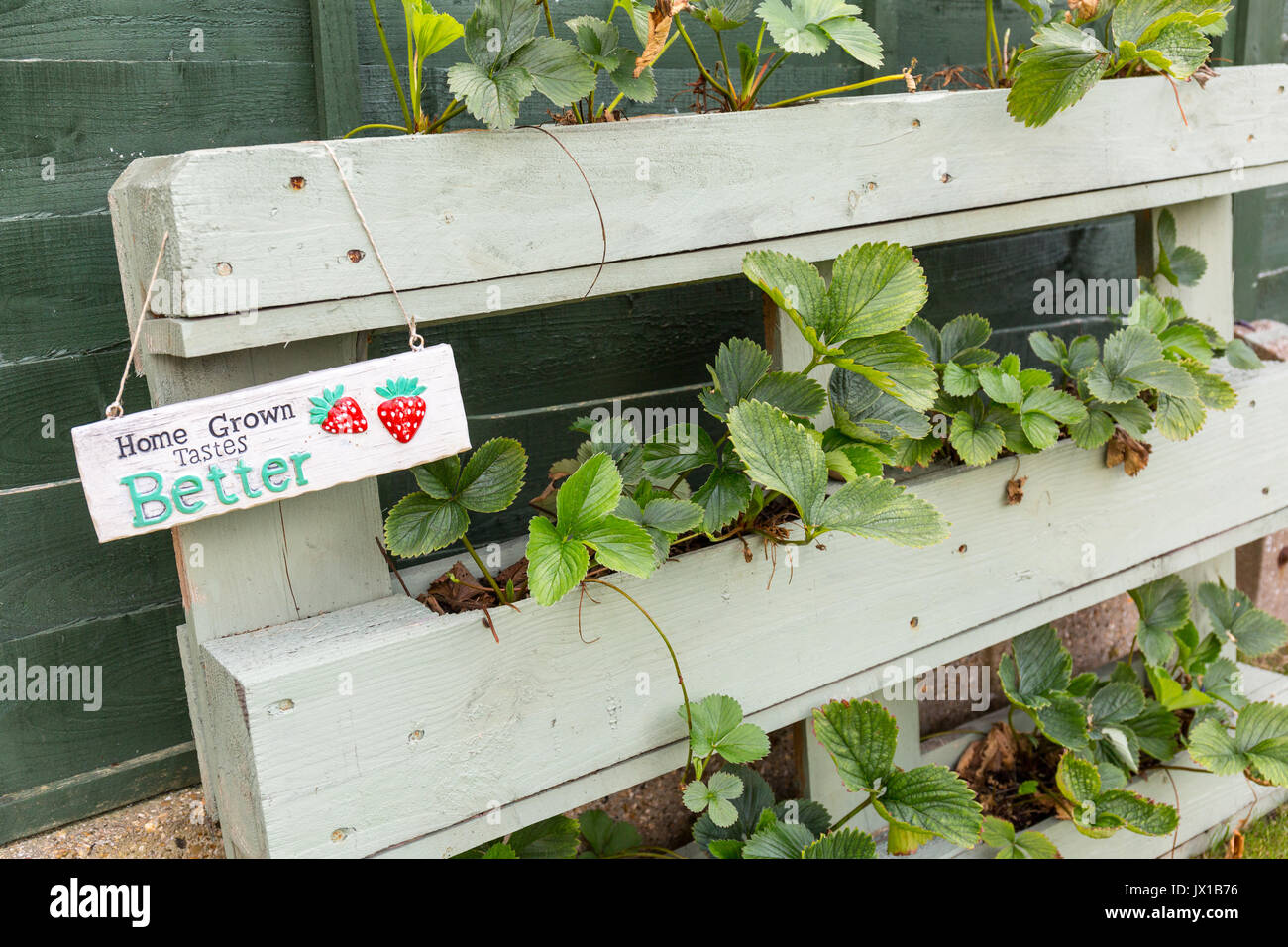Strawberry Plants growing in a wooden planter made from an old wooden pallet Stock Photo