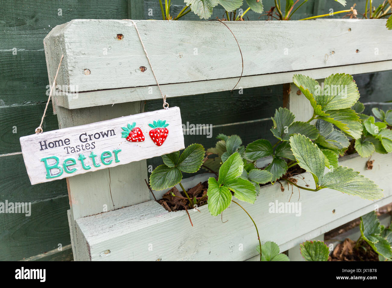 Strawberry Plants growing in a wooden planter made from an old wooden pallet Stock Photo