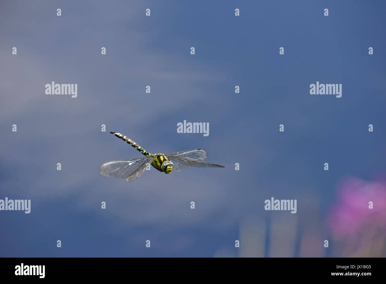 The dragonfly is flying above the grassy pond. Stock Photo