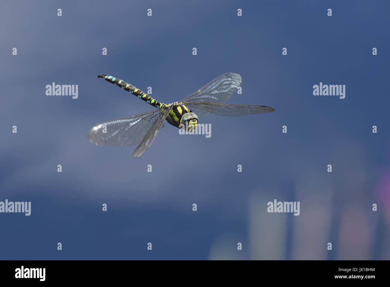 The dragonfly is flying above the grassy pond. Stock Photo
