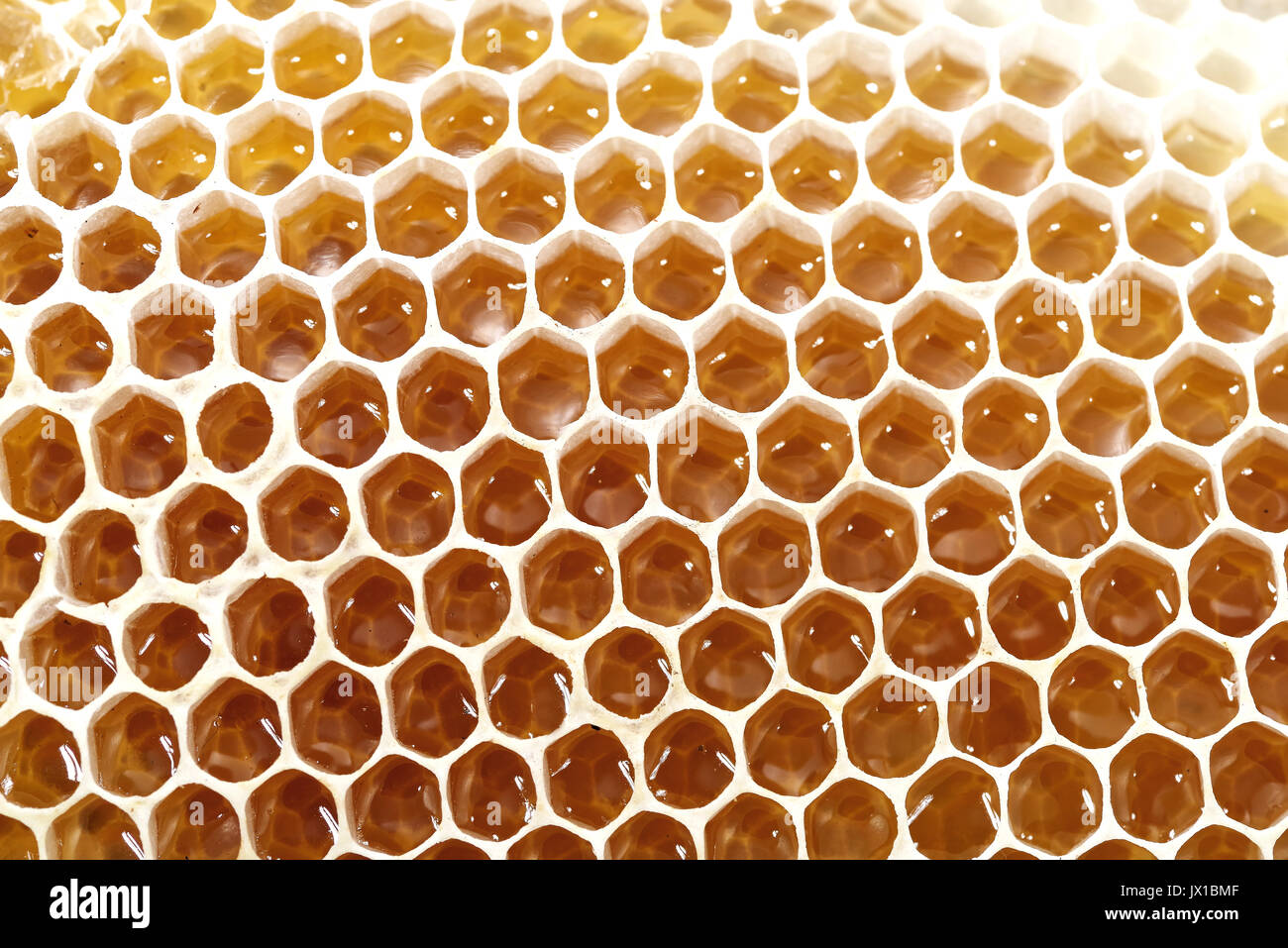 Honey Bee Wax Honeycomb Stock Photo