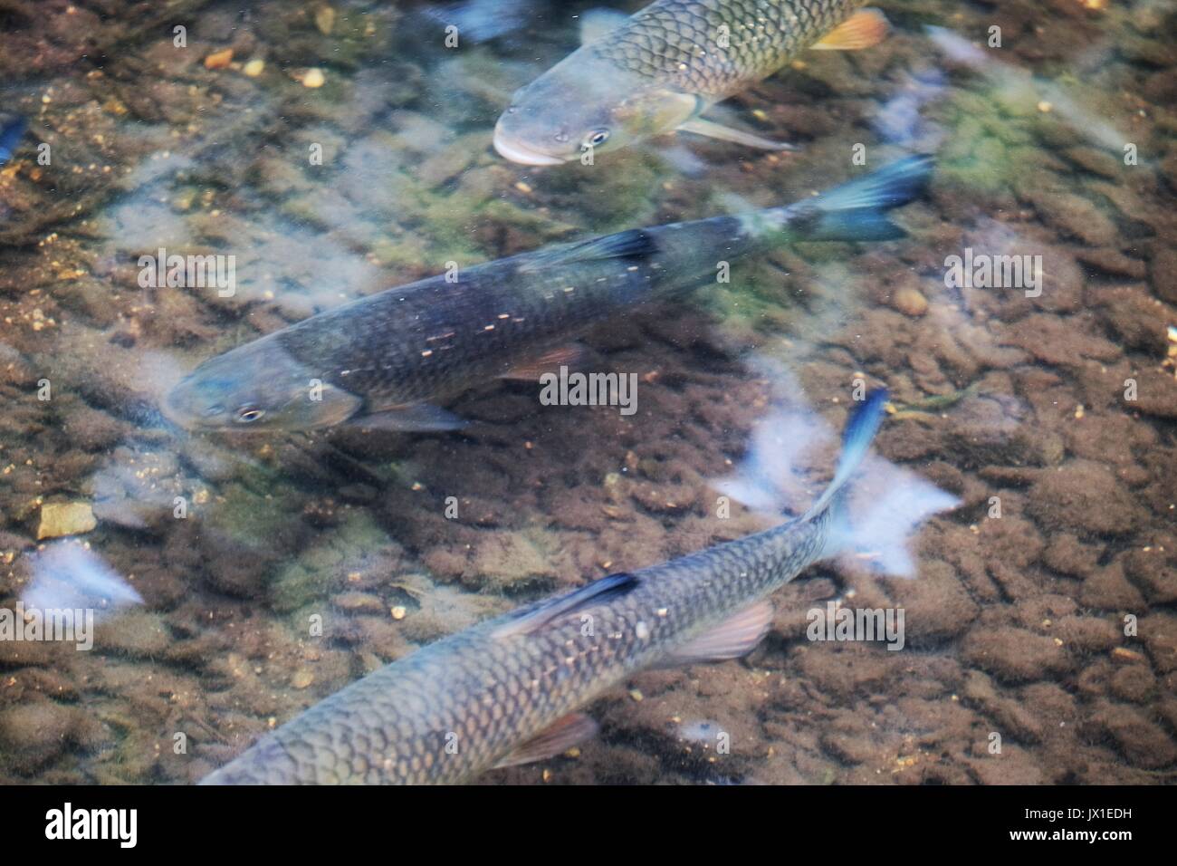 fishes in the river Stock Photo - Alamy