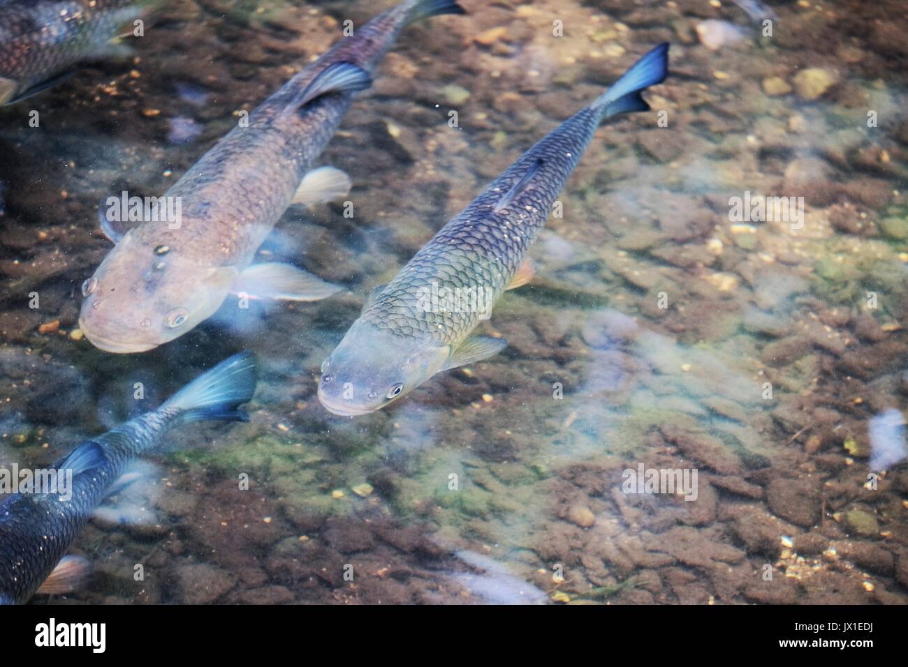 The Fishes In The River , The 25 Biggest Fish in the World, Ranked by ...
