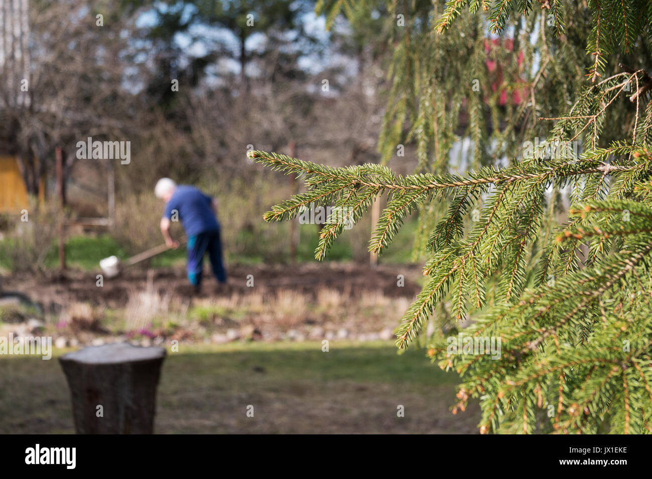 Close up of spruce branch and cottager digging the plot in the background. Summer vacation in the country, village, countryside, hamlet, dacha Stock Photo