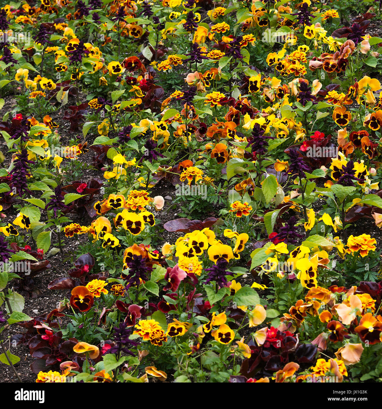 Pansy Display A Beautiful Display of Colourful Pansy Flowers in Full Bloom at ...