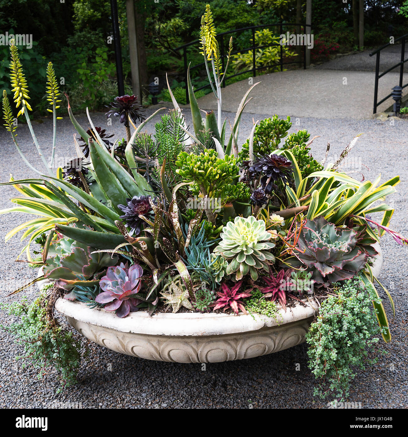 A Beautiful Selection of Succulents and Cacti in a Circular Display at