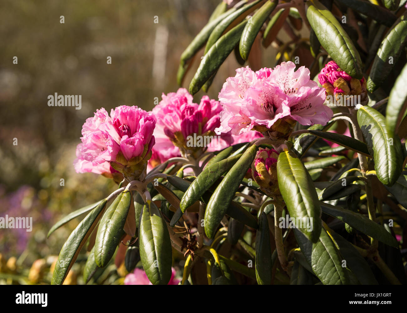 Rhododendron aganniphum flowers in full bloom in spring with beautiful decorative bright pink flowers Stock Photo