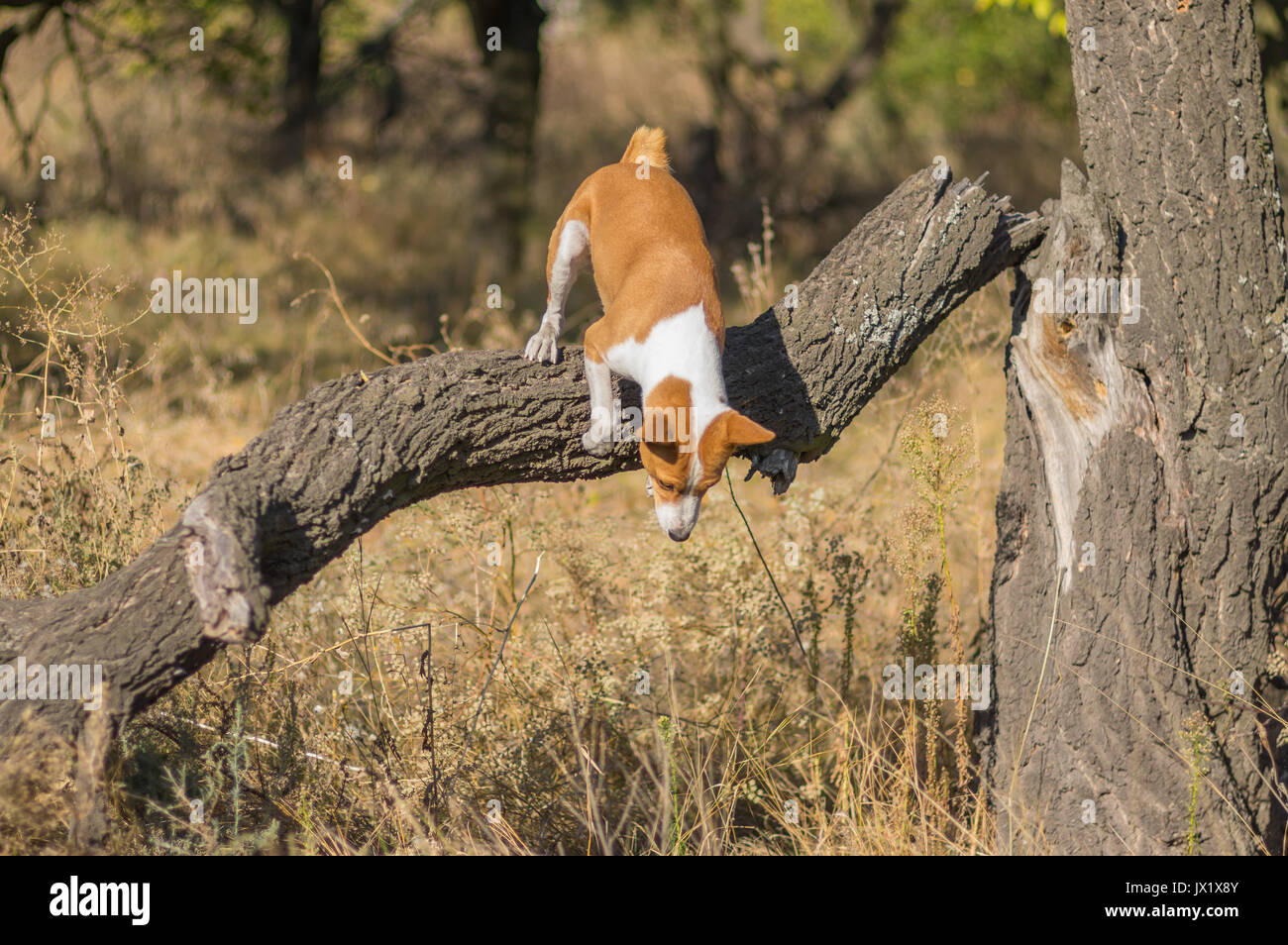 Wild Basenji dog jumping off from nearest tree at fall forest Stock Photo