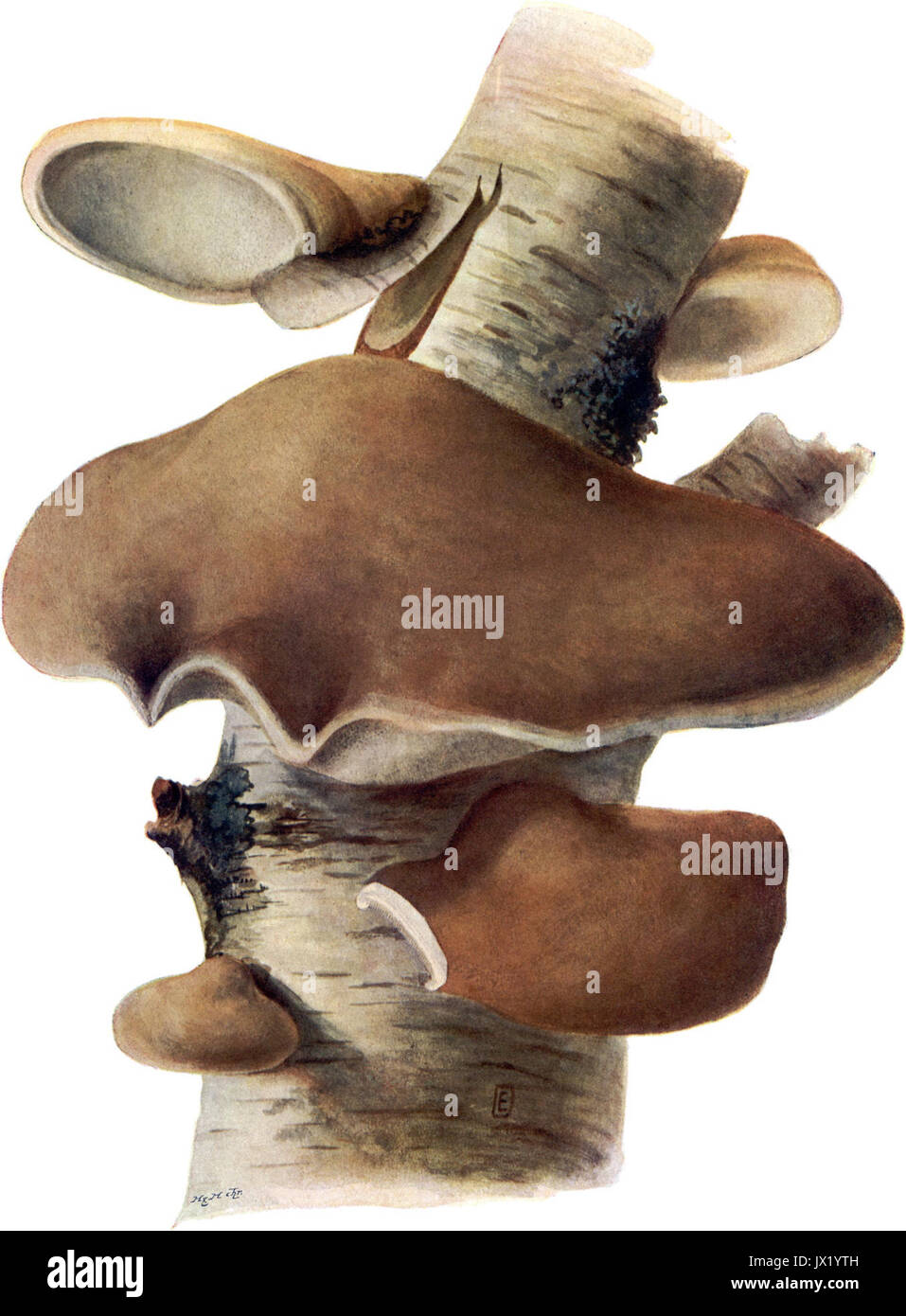 Pilze d  Heimat, T  25   Polyporus betulinus Stock Photo