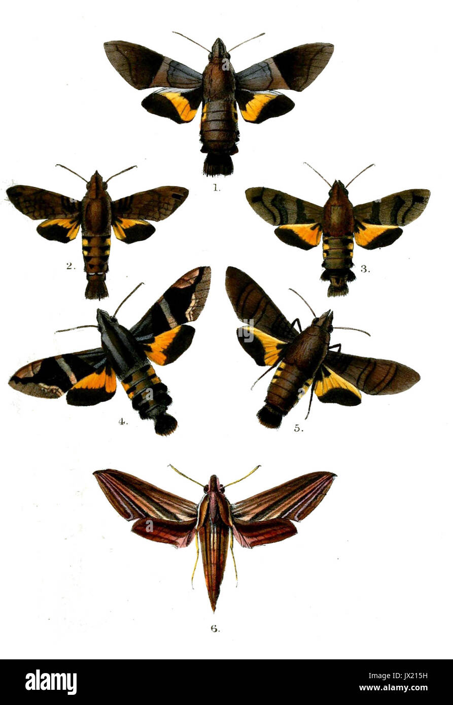 Saphingidae Sphingidae family moths lepidoptera hi-res stock photography and images ...