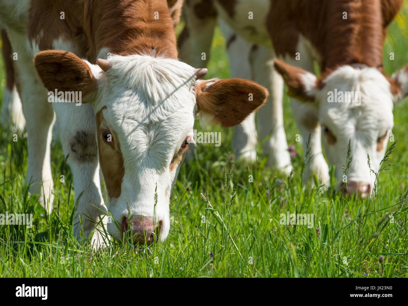 Two young calves (Bos primigenius taurus) grazing on an alpine pasture, Upper Bavaria, Bavaria, Germany Stock Photo