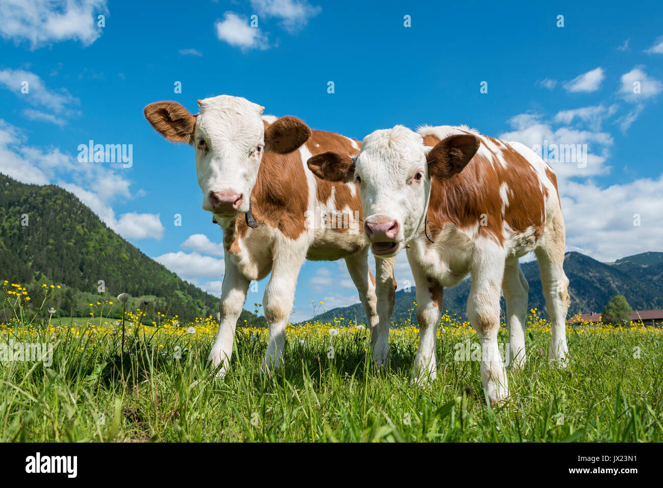 Two young calves (Bos primigenius taurus) on an alpine pasture, Upper Bavaria, Bavaria, Germany Stock Photo