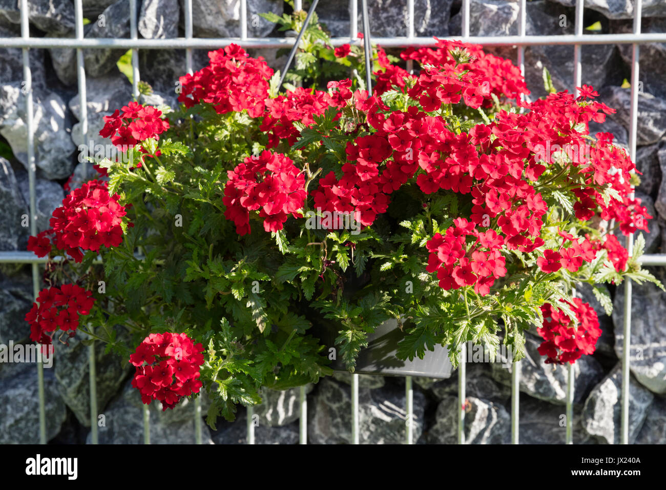 Red flowering verbena (Verbena), hanging basket at stone wall, Germany