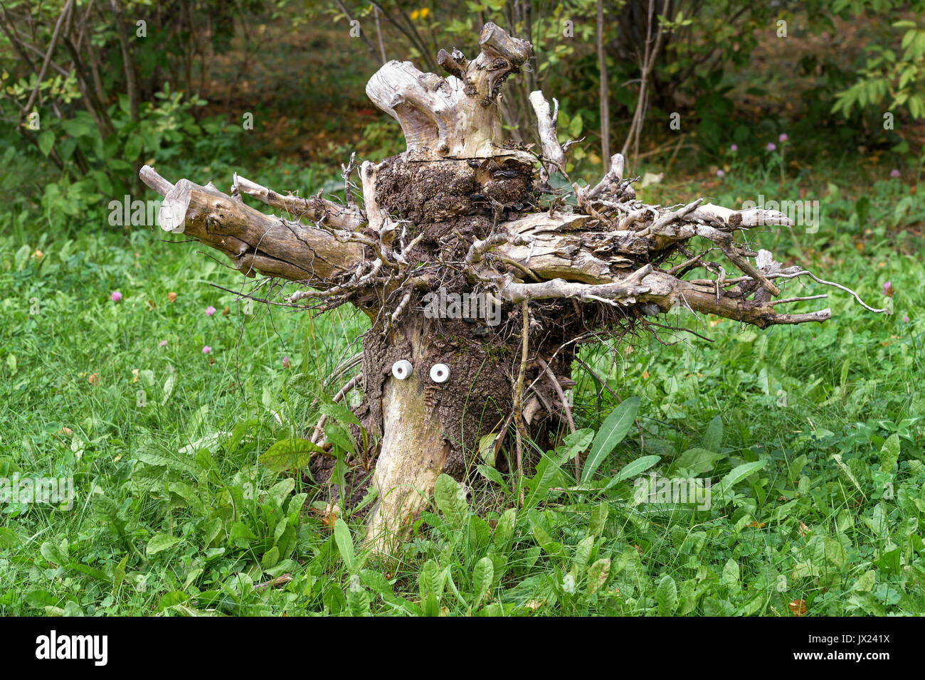 Old snag hires stock photography and images Alamy