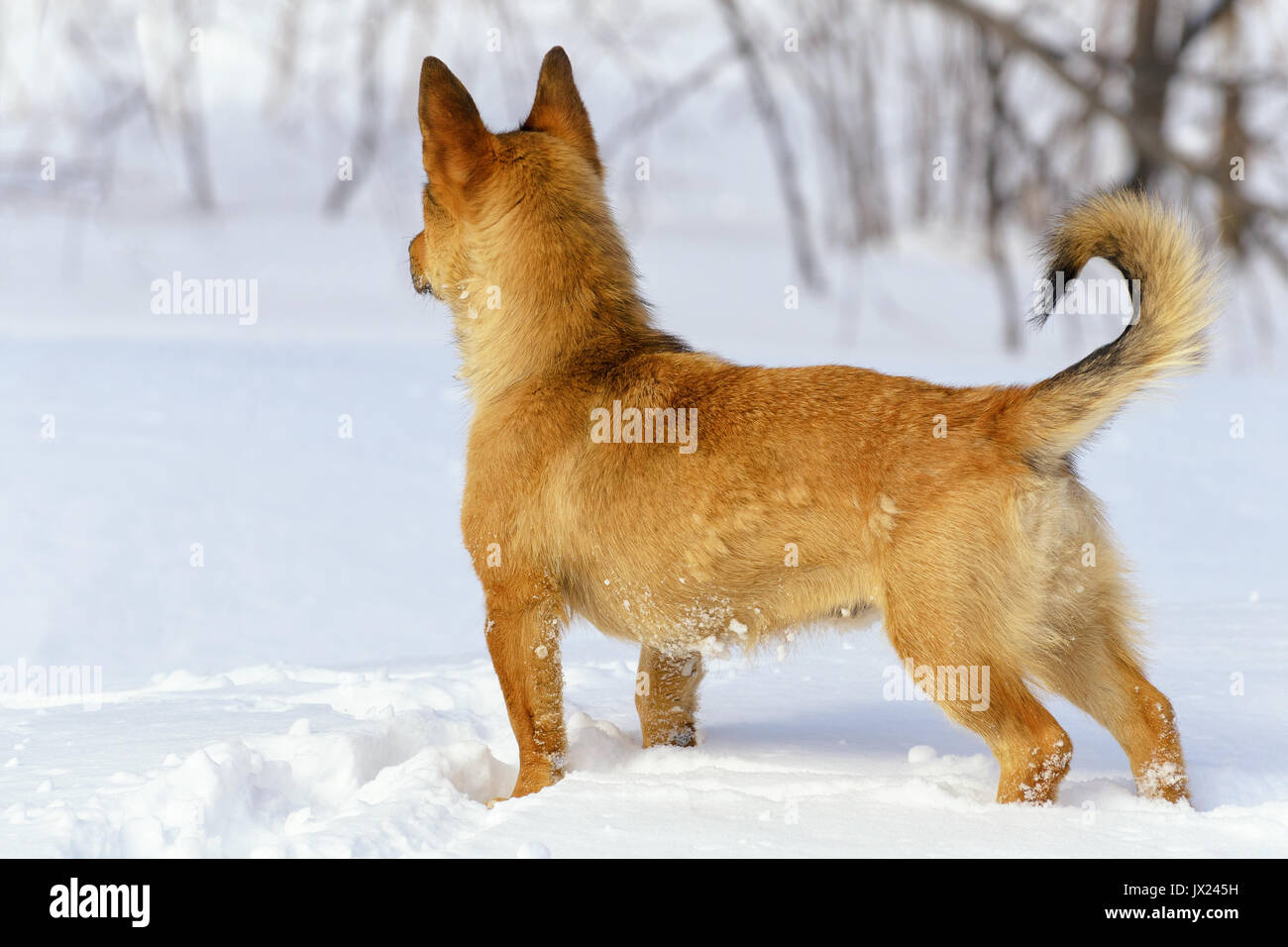 Ginger Little Dog Looking Fixedly Ahead at Winter Day Stock Photo
