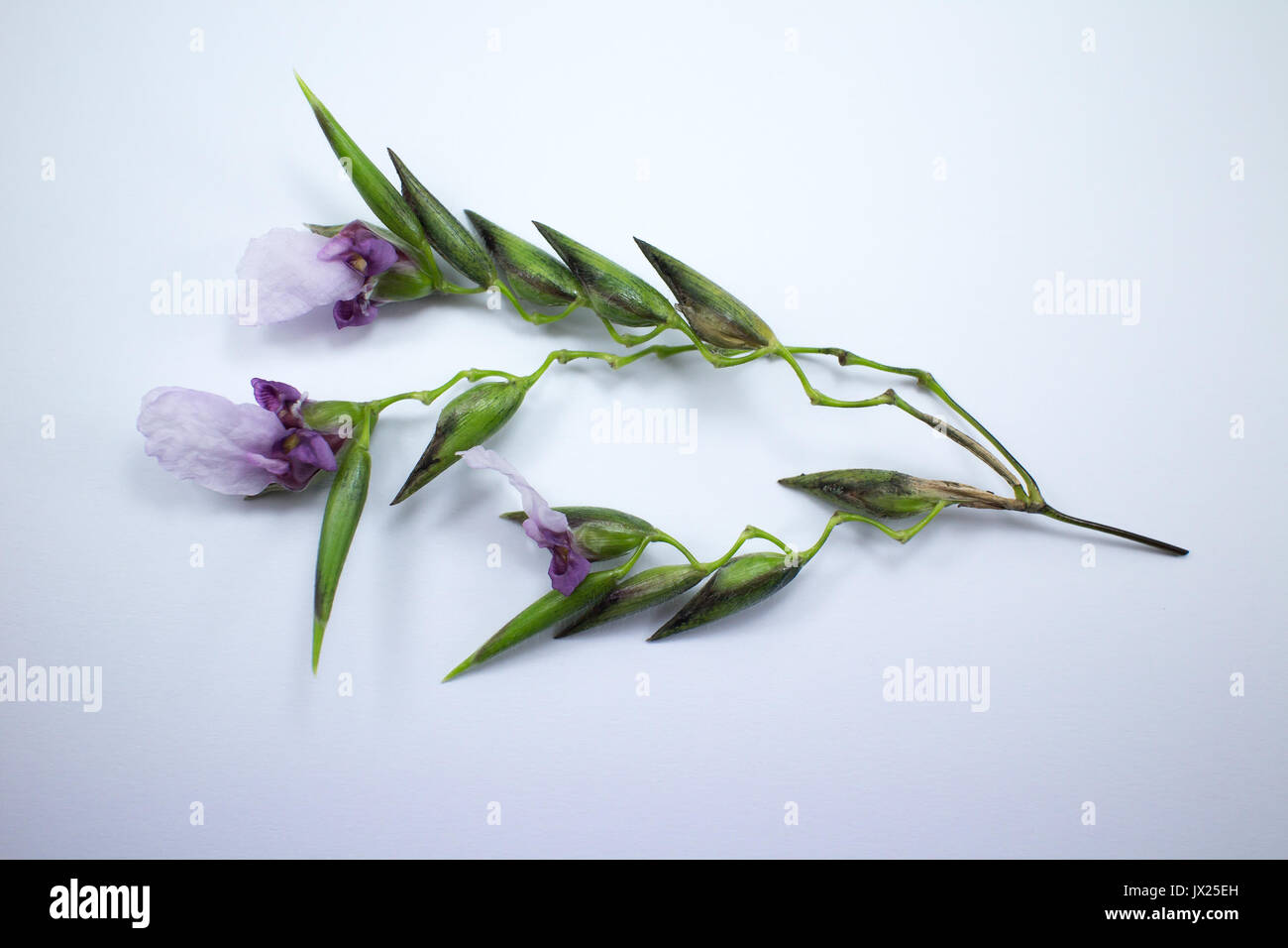 Close up of Thalia dealbata J.fraser. flower isolated on white background Stock Photo