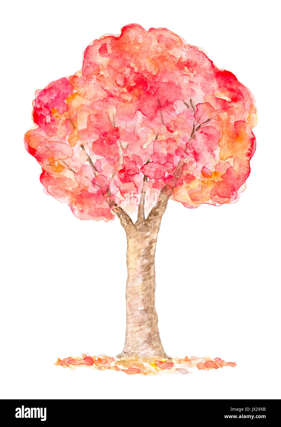 Watercolor Autumn Tree, Hand Drawn and Painted, Isolated on White Stock ...