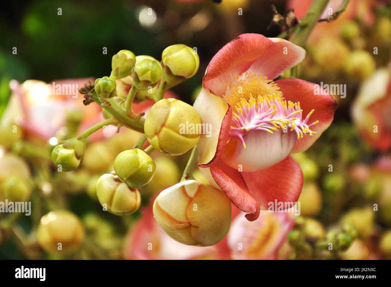 Cannon ball flowers hires stock photography and images Alamy